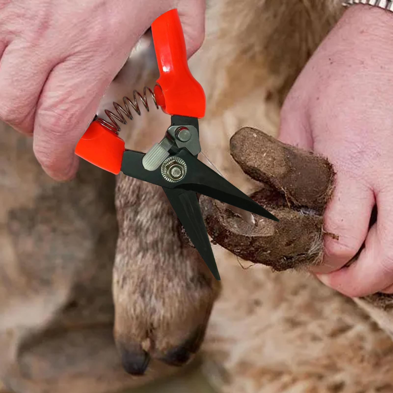 Forbici per zoccoli di pecore, - Garden Hand Trowel recensione e prezzo
