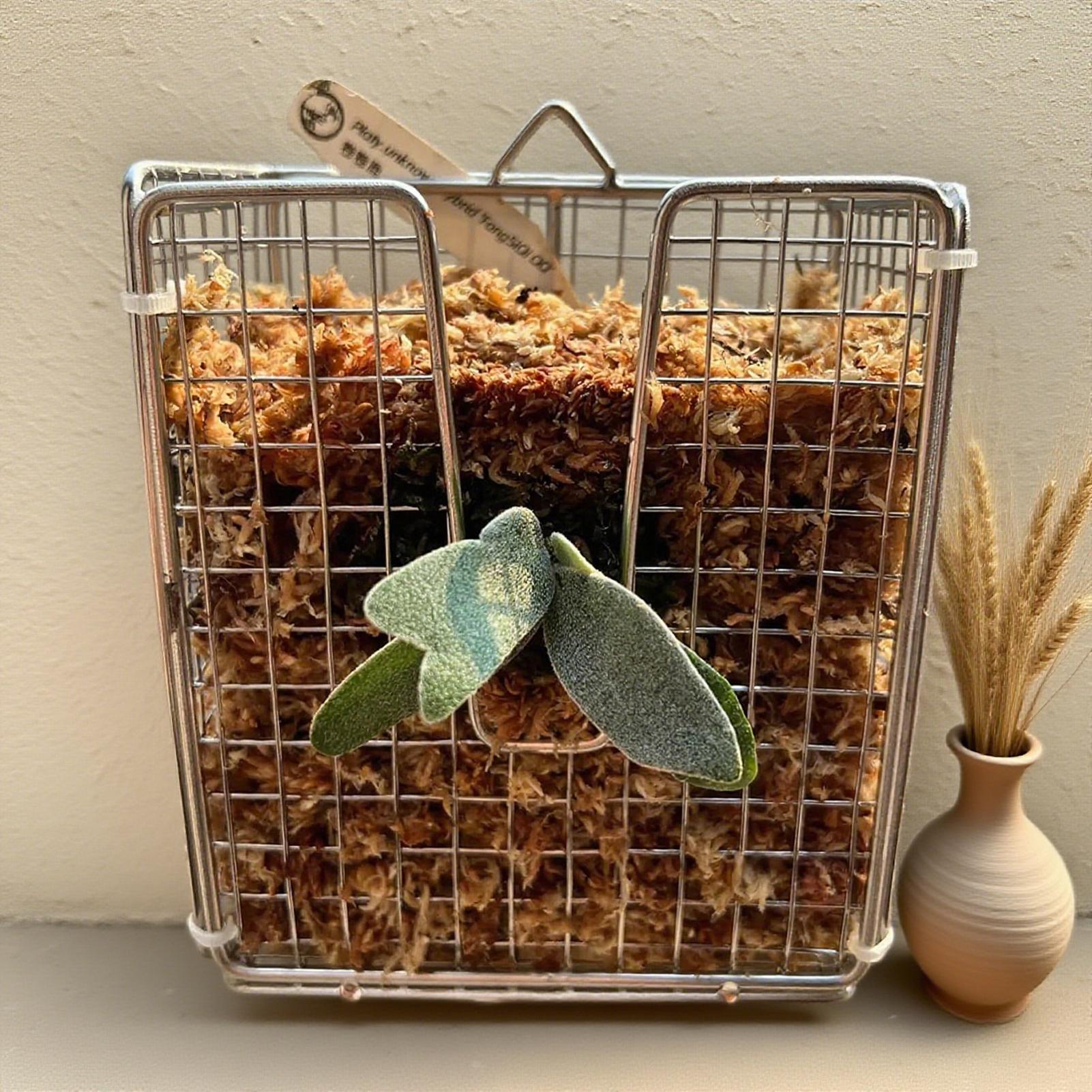 Kit di montaggio per felce Sta - Vertical Wall Planter recensione e prezzo