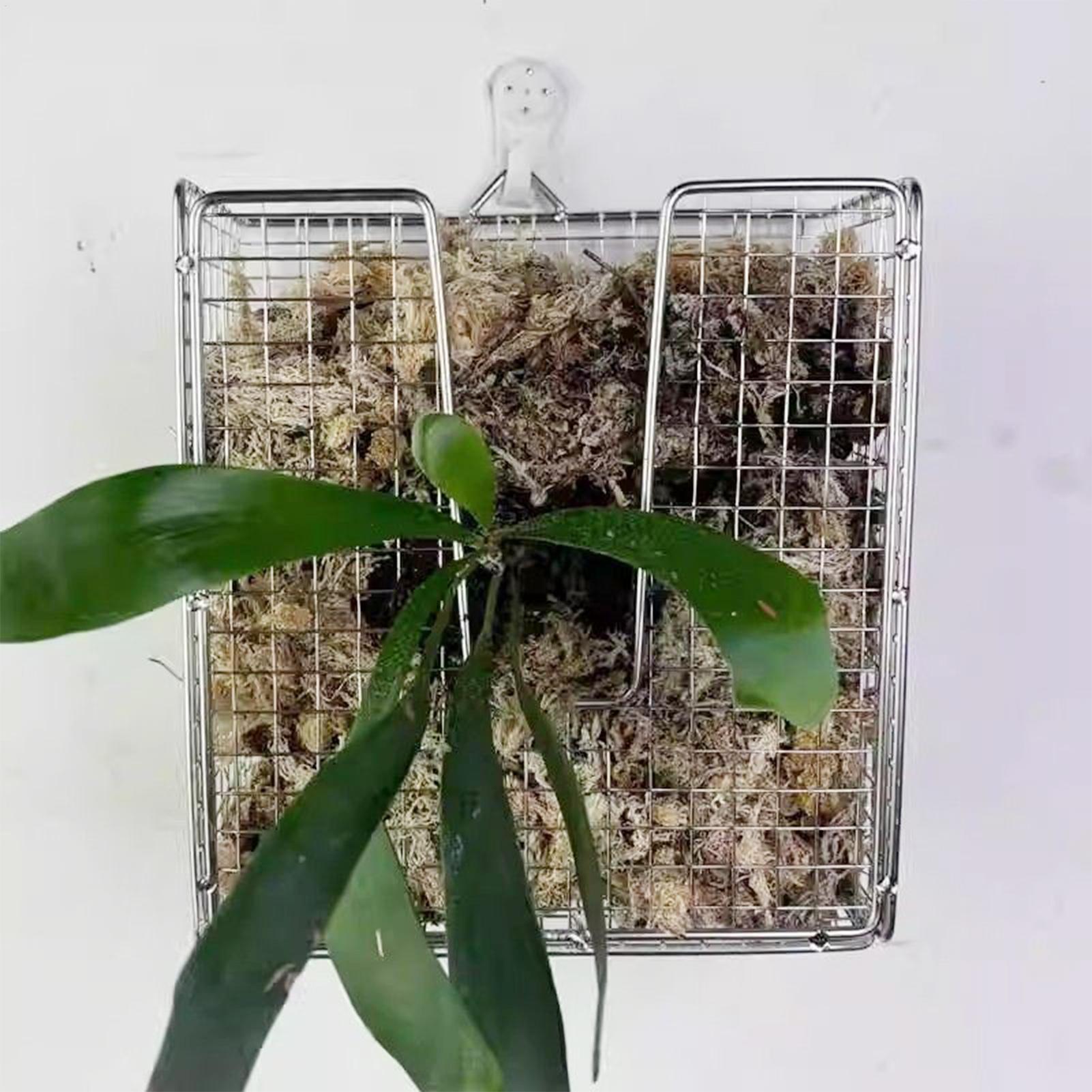 Kit di montaggio per felce Sta - Vertical Wall Planter recensione e prezzo